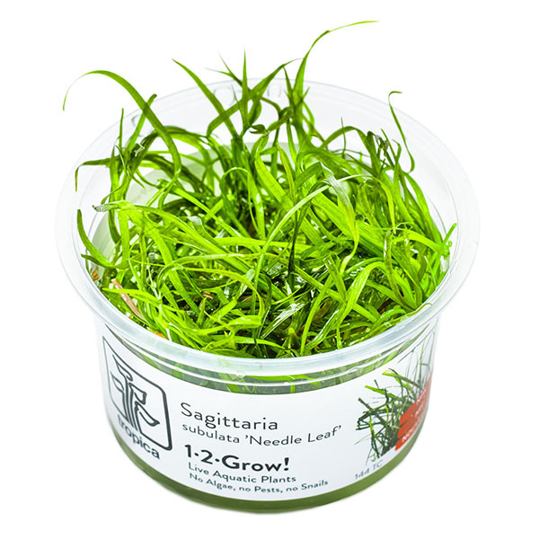 Sagittaria subulata 'Needle Leaf' - Nadelsimse 1-2-Grow!